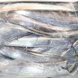 松本釣船２ 釣果