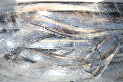 松本釣船２ 釣果