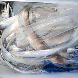 松本釣船２ 釣果