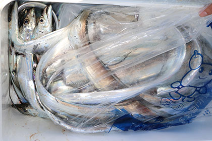 松本釣船２ 釣果