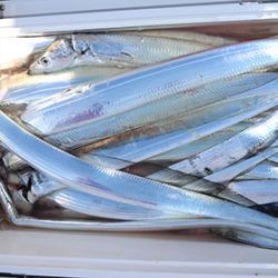 松本釣船２ 釣果