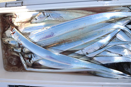 松本釣船２ 釣果