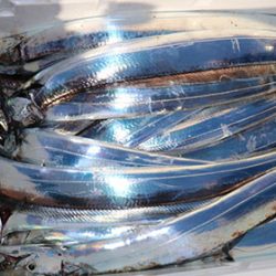 松本釣船２ 釣果