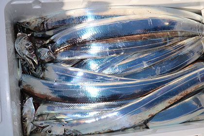 松本釣船２ 釣果