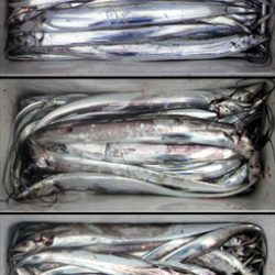 来温丸(らいおんまる) 釣果