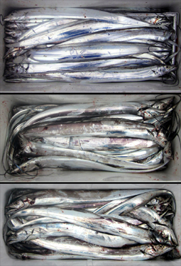 来温丸（らいおんまる） 釣果