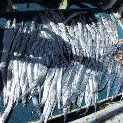 十八宝洋丸 釣果