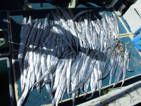 十八宝洋丸 釣果