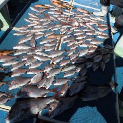 十八宝洋丸 釣果