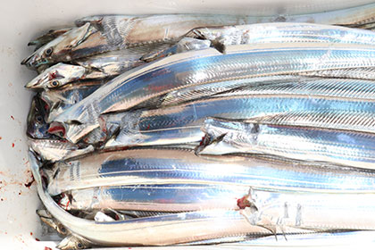 松本釣船２ 釣果