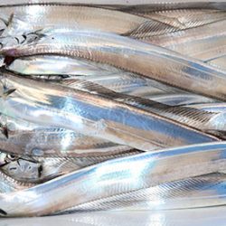 松本釣船２ 釣果