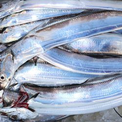 松本釣船２ 釣果