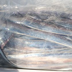 松本釣船２ 釣果