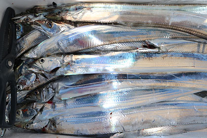 松本釣船２ 釣果