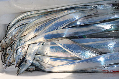 松本釣船２ 釣果