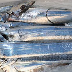 松本釣船２ 釣果