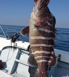 海龍丸（福岡） 釣果