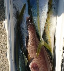 海龍丸（福岡） 釣果