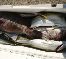 海龍丸（福岡） 釣果