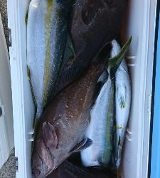 海龍丸（福岡） 釣果