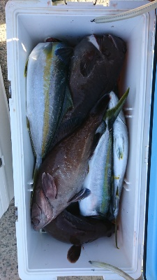 海龍丸（福岡） 釣果