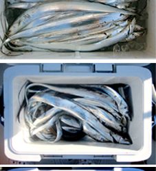 来温丸(らいおんまる) 釣果