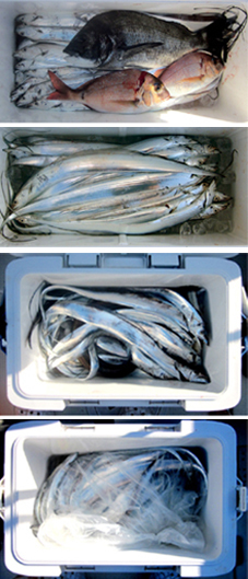 来温丸（らいおんまる） 釣果