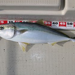 松本釣船２ 釣果