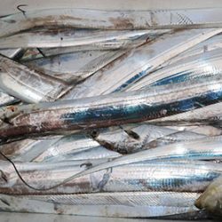 松本釣船２ 釣果