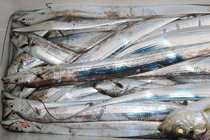 松本釣船２ 釣果