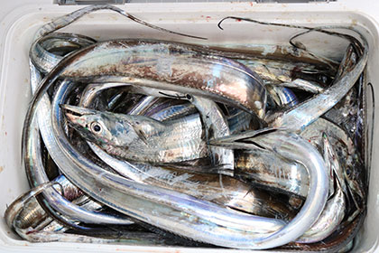 松本釣船２ 釣果