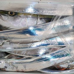 松本釣船２ 釣果