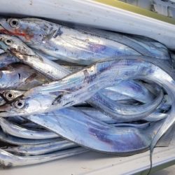 オーフリー 釣果