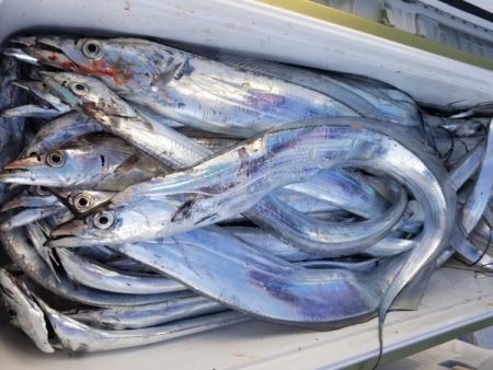 オーフリー 釣果