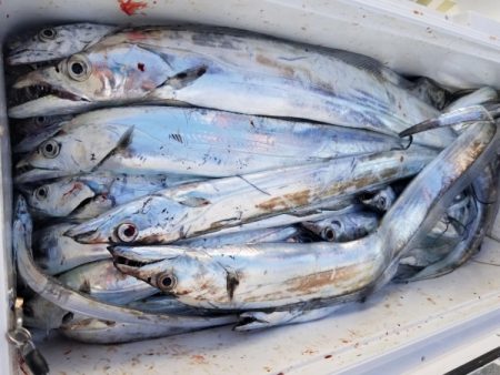 オーフリー 釣果