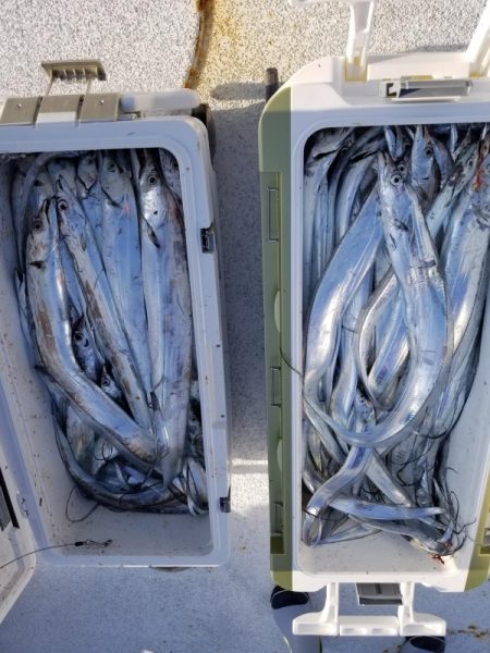 オーフリー 釣果