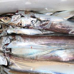 松本釣船２ 釣果