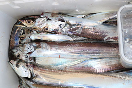 松本釣船２ 釣果