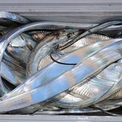 松本釣船２ 釣果