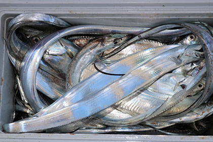 松本釣船２ 釣果