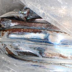 松本釣船２ 釣果