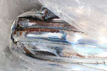 松本釣船２ 釣果