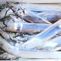 松本釣船２ 釣果