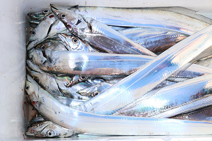 松本釣船２ 釣果