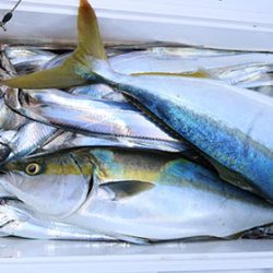 松本釣船２ 釣果