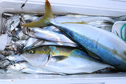 松本釣船２ 釣果