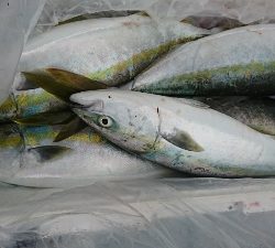 海龍丸（福岡） 釣果