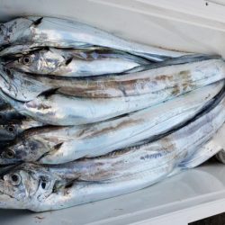 オーフリー 釣果