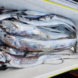 オーフリー 釣果