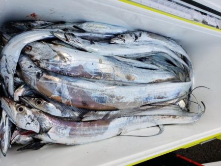 オーフリー 釣果